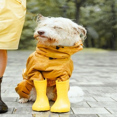 Rancho Cucamonga Dog Bite Injury Lawyer